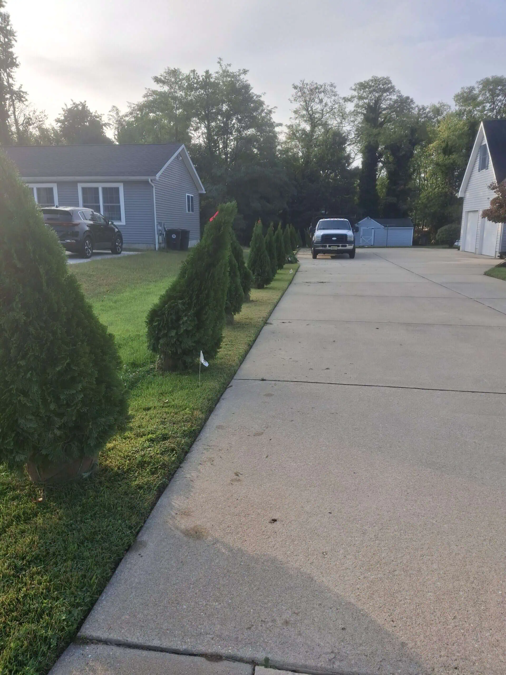 Lush, well-maintained landscaping with evergreen shrubs lining a driveway outside a suburban home.